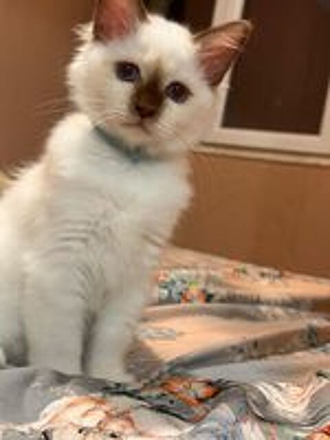   Magnifique chaton sacré de Birmanie LOOF  