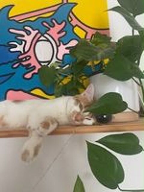   NOE SE TROUVE EN FAMILLE D'ACCUEIL DANS LE 18EME A PARIS 