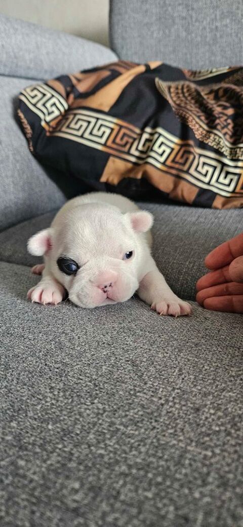 bouledogue fran�ais chiot 1 mois 1300e 1300 Saint-Apollinaire (21)