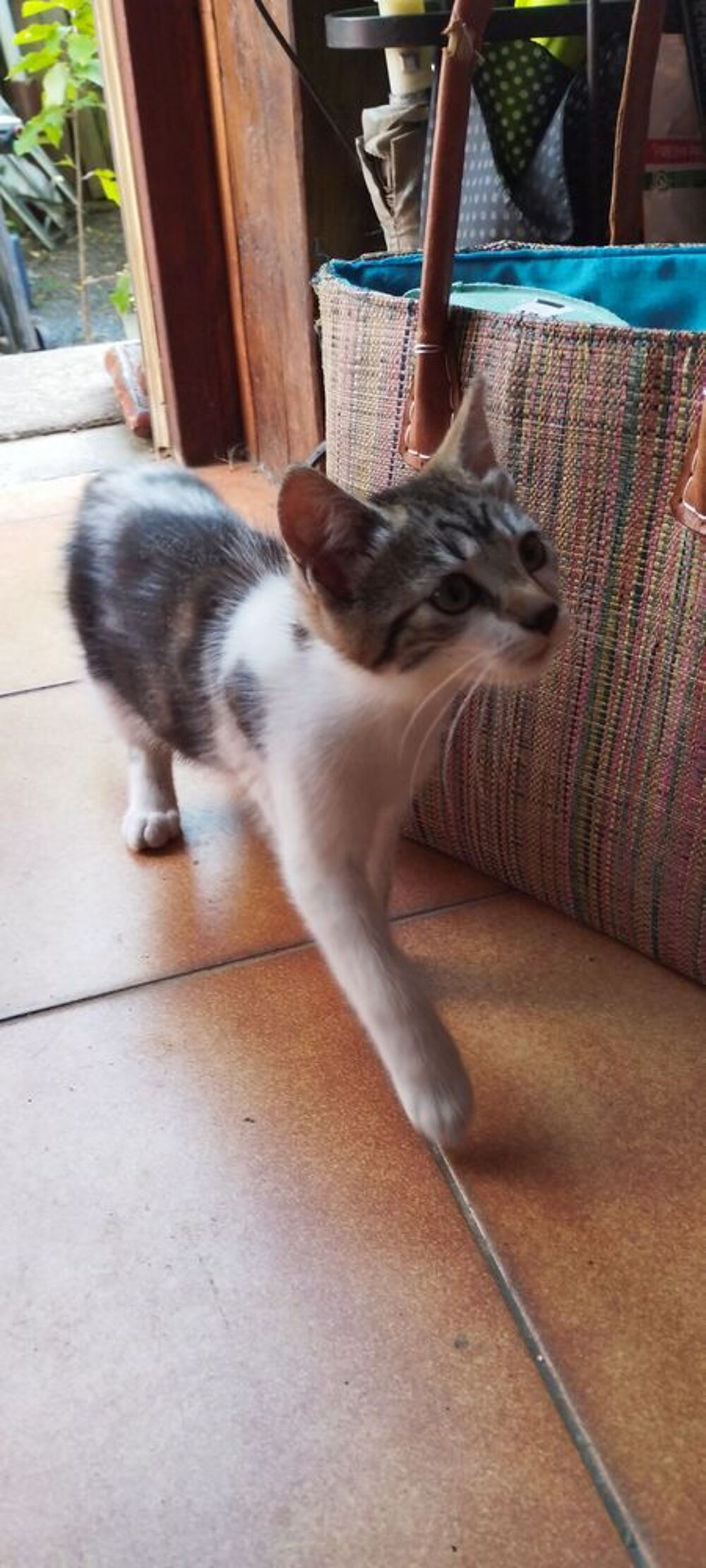   Chatons à donner 