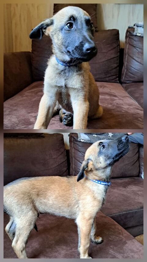 Berger belge malinois avec excellent pedigr&eacute;e 800 87310 Gorre
