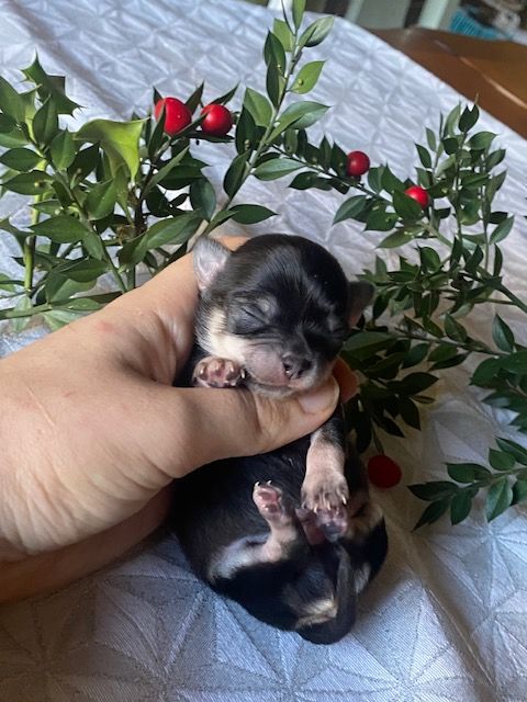 Chihuahua à poil long 1000 24300 Teyjat