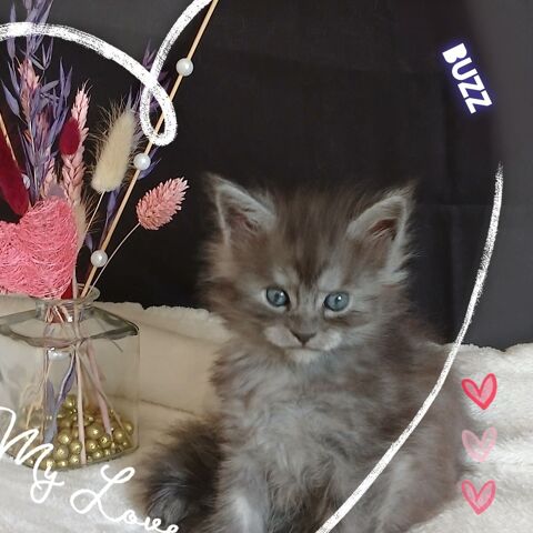 Chatons Males MAINE COON 1200 38510 Brangues