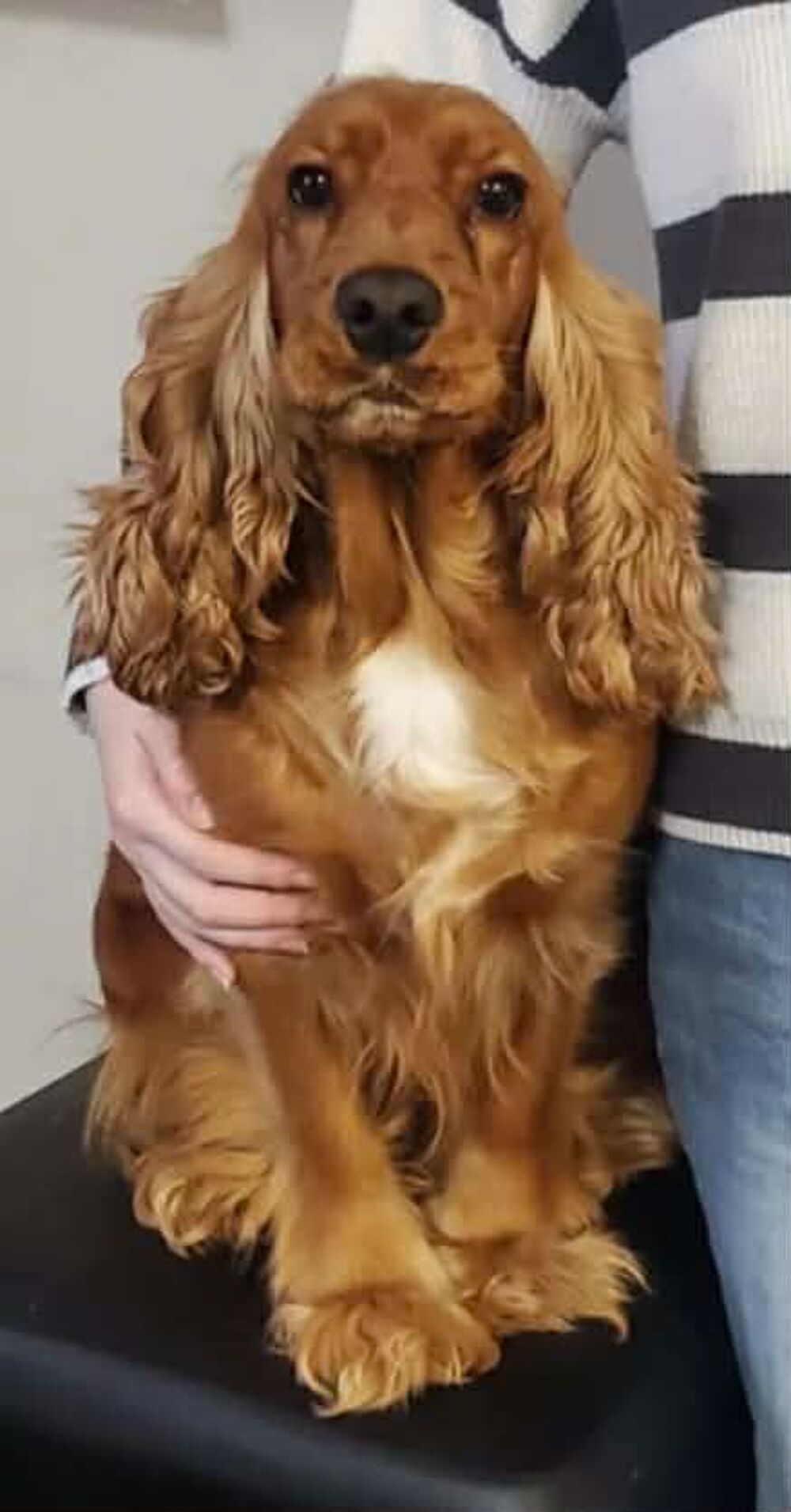   Femelle cocker Anglais cherche mâle pour saillie  