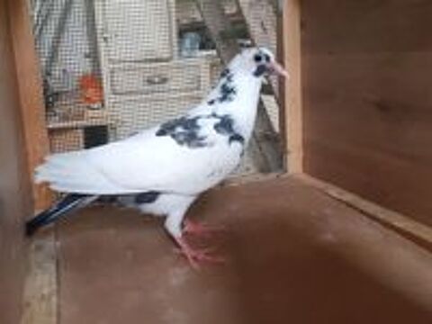   JEUNES PIGEONS TYPE VOYAGEUR 