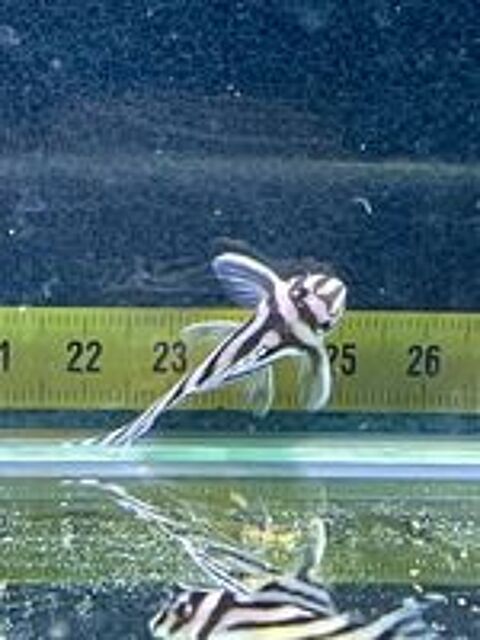   hypancistrus zebra 3cm ou 4cm 