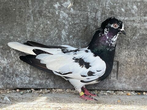 Pigeon Rouleur de Dubica 10 24380 Fouleix