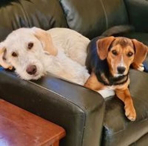   A l'adoption - Bella 2 ans - Douceur et calme  