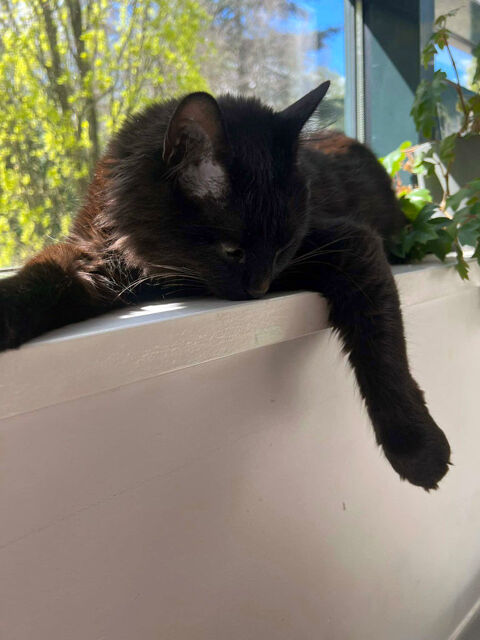 LOUBARD, beau chat noir à adopter via l'association UMA 180 44300 Nantes