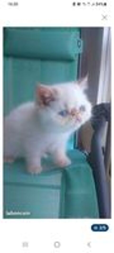   CHATONS EXOTIC SHORTHAIR persan poil court COLOURPOINT LOOF  