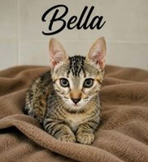   *BELLA* 