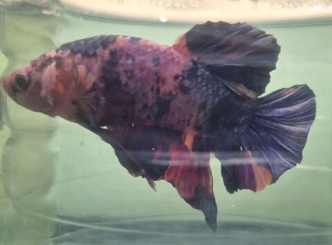 Poisson betta Geant m&acirc;le. 55 95190 Goussainville