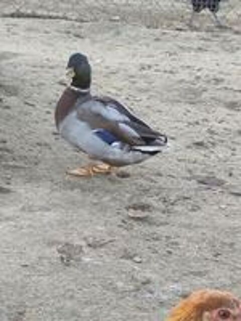   Canard colvert  