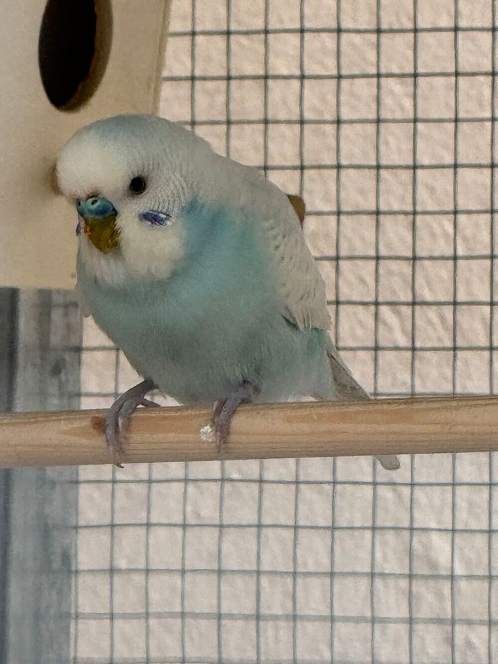   Perruche Ondule Mle Blanc et Bleu 