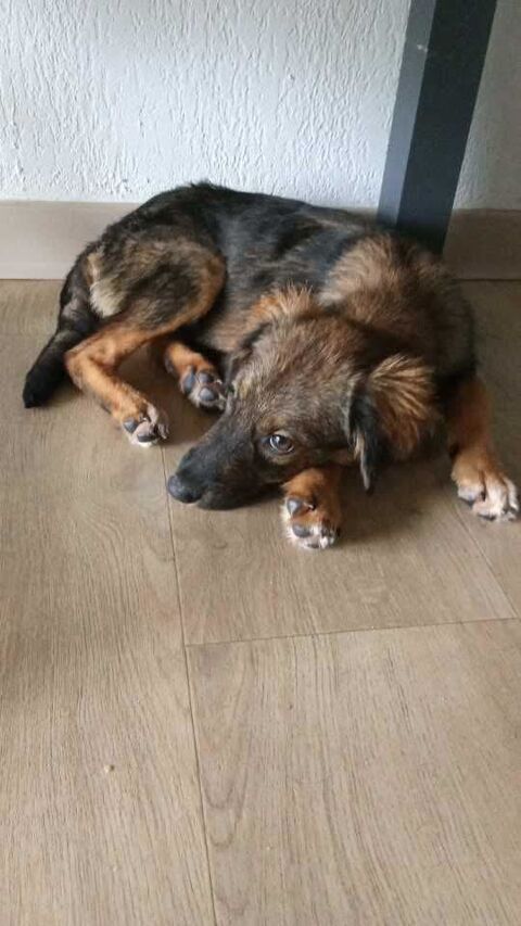 Azzura, femelle X berger n&eacute;e le 04/09/2025 300 57000 Metz