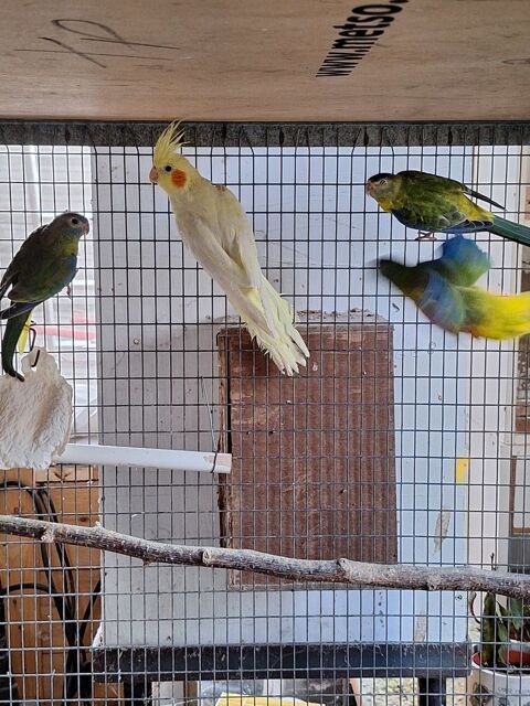 Calopsitte 30 76600 Le havre