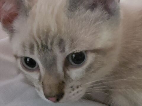 chaton a placer 0 83210 Belgentier