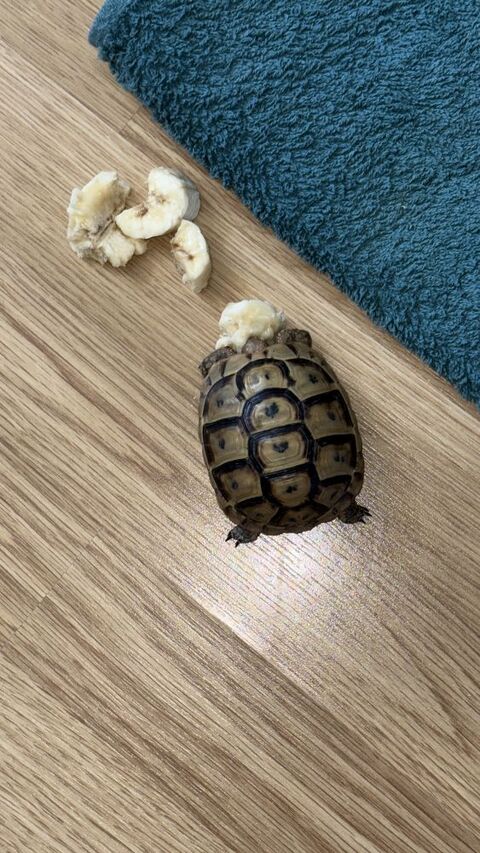 Tortue terrestre  700 78450 Villepreux