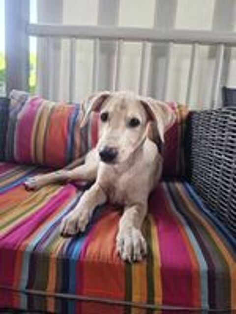   Bao, Mâle, X Berger, né le 24/04/2026 🐶 