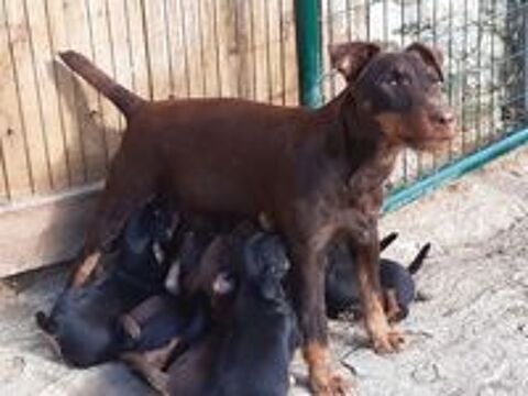   chiots jagd terrier 