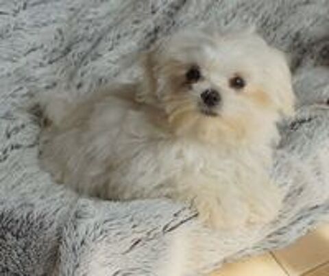   Magnifique femelle bichon maltais miniature 
