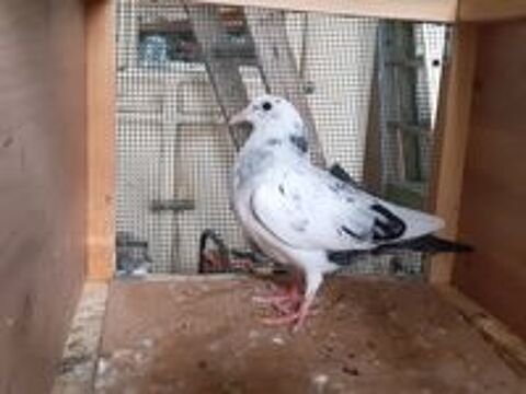   JEUNES PIGEONS TYPE VOYAGEUR 