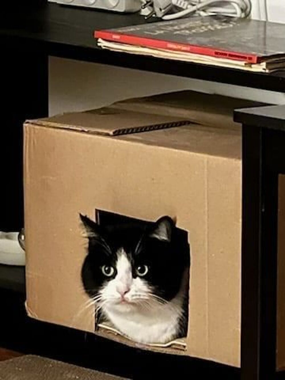   TITOU à l'adoption  