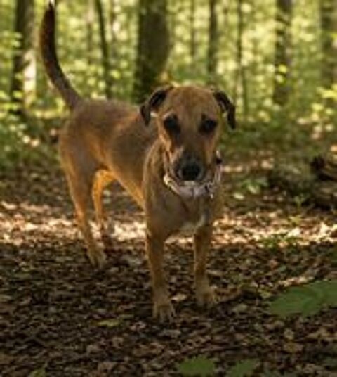   Chiot  femelle type teckel  10 mois 
