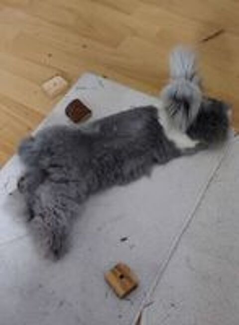   Lapine anglaise 6 mois 