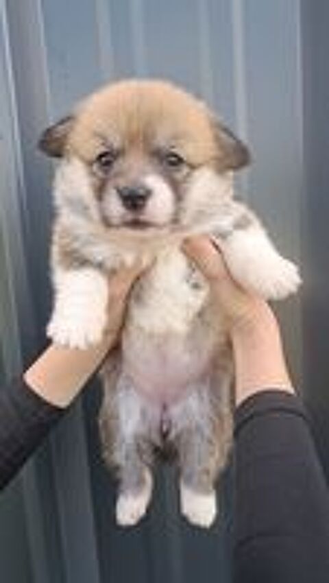   Welsh corgi pembroke lof 
