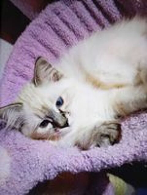   Chatons Ragdoll 