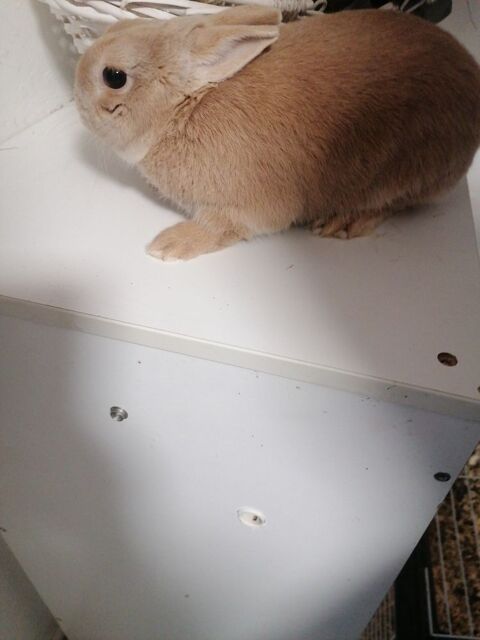 don lapin nain beige clair 0 78440 Lainville-en-vexin