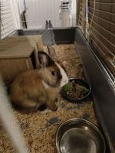   lapin nain femelle 1 an 