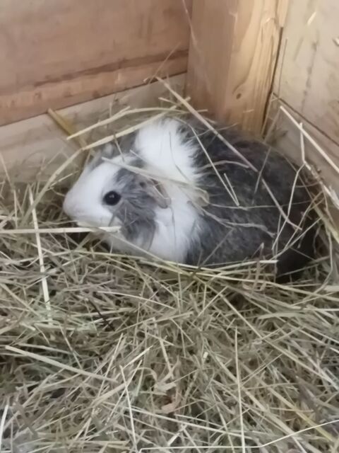 Cochons d indes mâles et femelles 
10 72220 Marign-laill