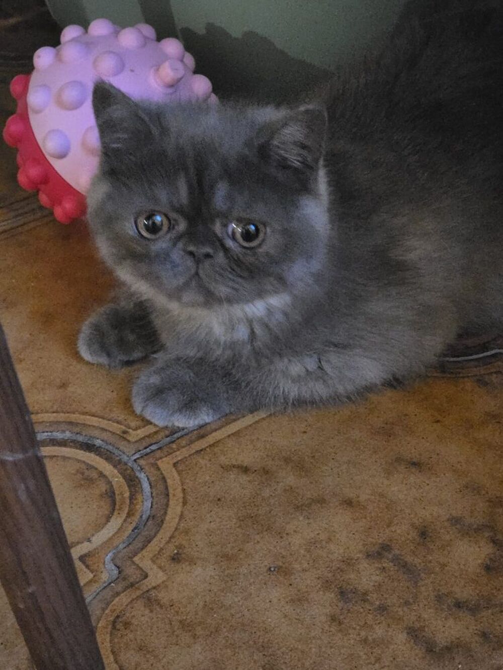   EXOTIC SHORTHAIR PERSAN 