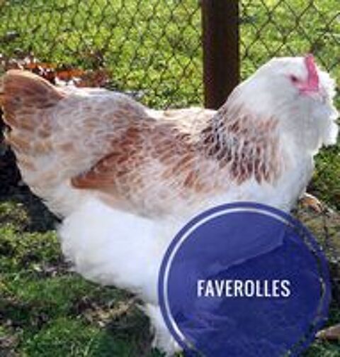   Poule pondeuse et ornement 