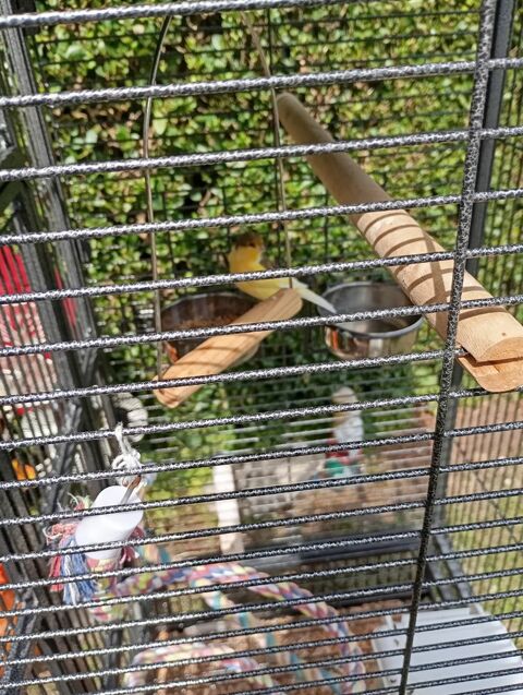  cage avec 2 canari male 150 59590 Raismes