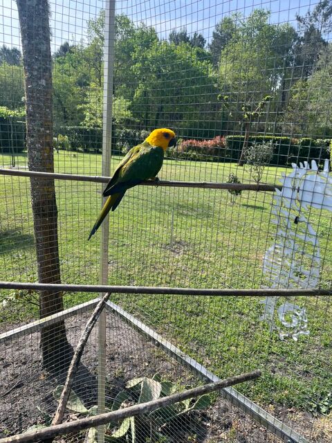 femelle cornure jandaya 150 33720 Landiras