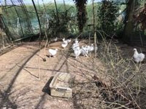   Cède plusieurs poules de soie  élevé en grande voliere  