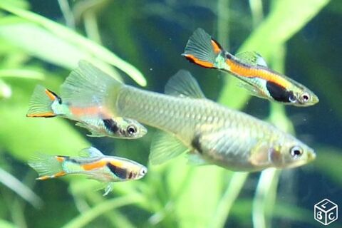 Guppy Endler 44330 Mouzillon