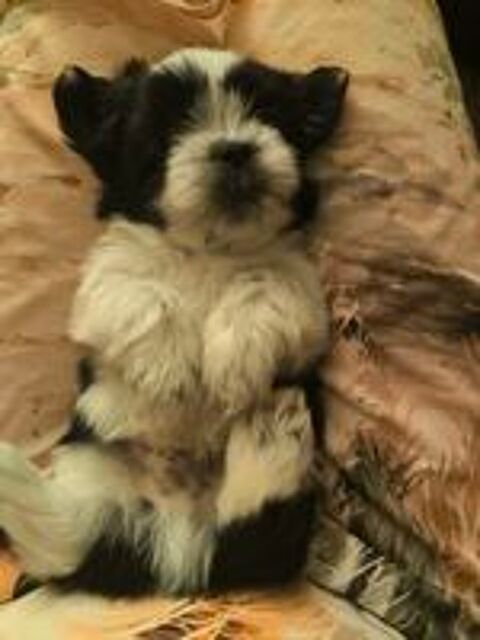   Shorkie Tzu mâles et femelles 
