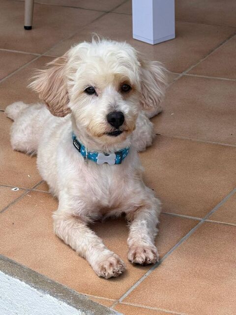 ✨️ QORMI ✨️ 🐶 350 78000 Versailles