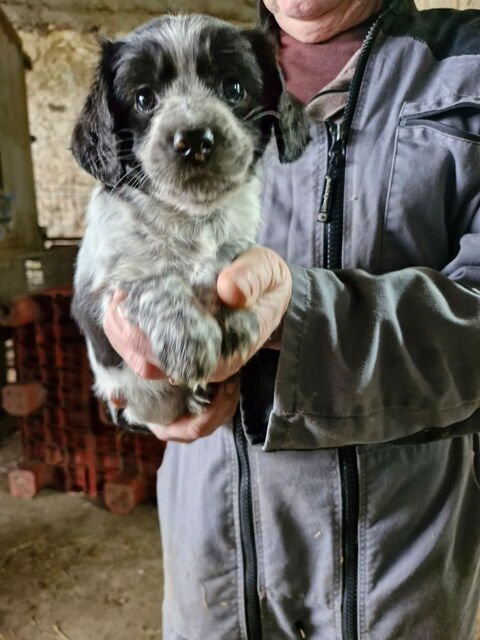 Chiots m&acirc;le et femelle 0 85140 Sainte-florence