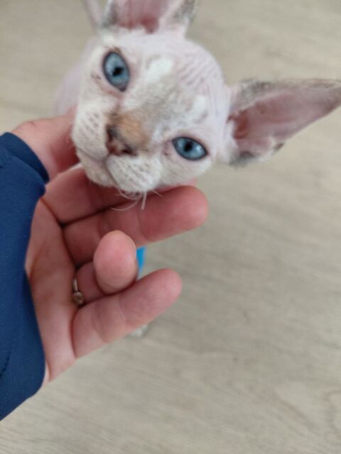 &Agrave; DONNER chaton Devon Rex de 3 mois probl&egrave;me sant&eacute; 0 01370 Saint-Étienne-du-bois
