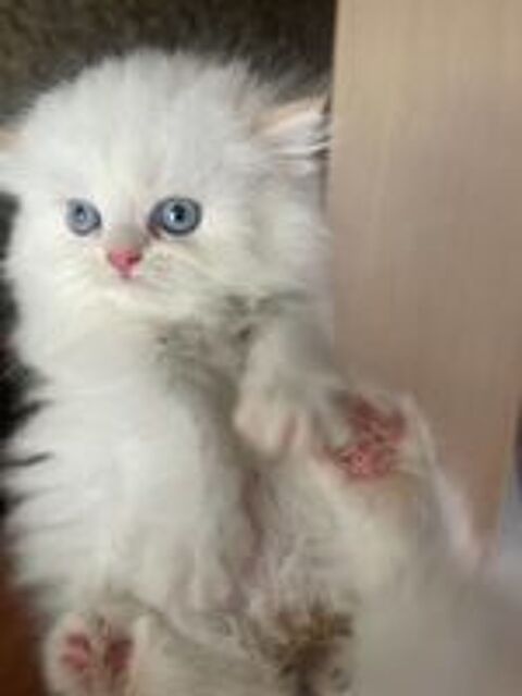   Chatons Persan 
