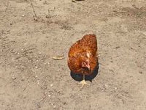   Poules pondeuses  