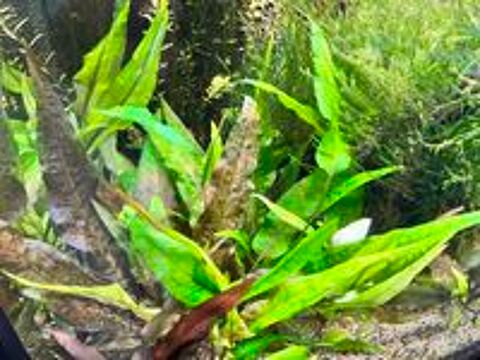   Plante d'aquarium : Cryptocoryne - Lot de 5 Plants 