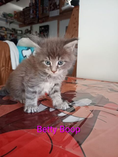 A r&eacute;server chaton Maine Coon LOOF 1000 47300 Villeneuve-sur-lot