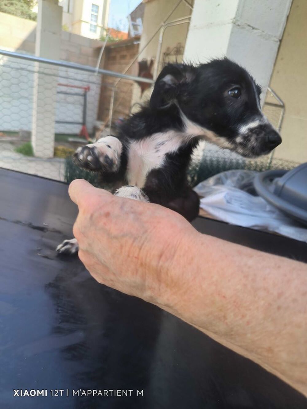 donne chiot border collie avant le 10.10.26 Jardin