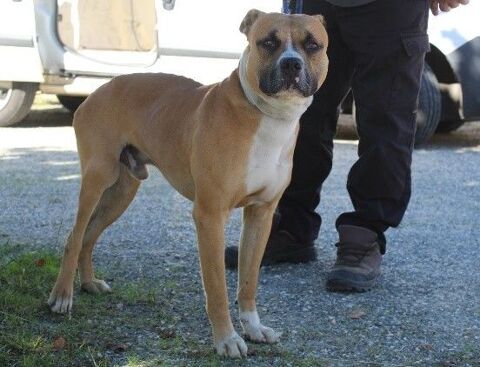 Chien VICO à l adoption 210 47160 Caubeyres